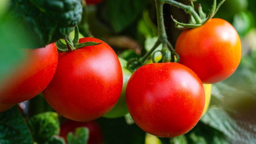 Trik, żeby pomidory szybciej dojrzały
