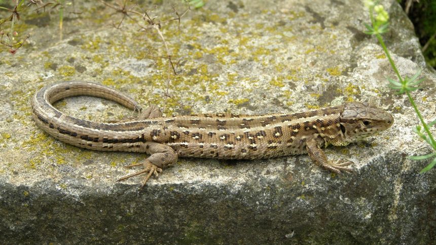 Tak wygląda samica jaszczurki zwiniki