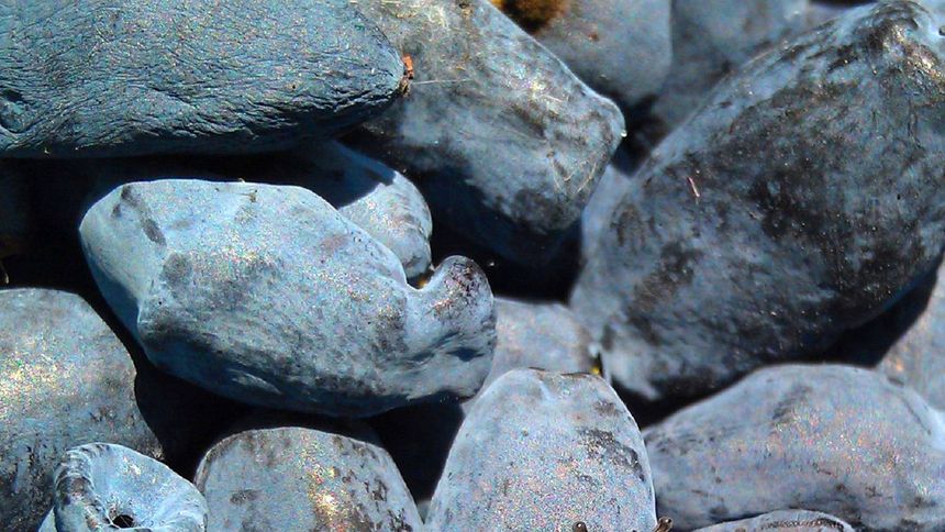 Ten owoc warto włączyć do diety