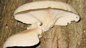 Boczniaki mogą zastąpić pieczarki