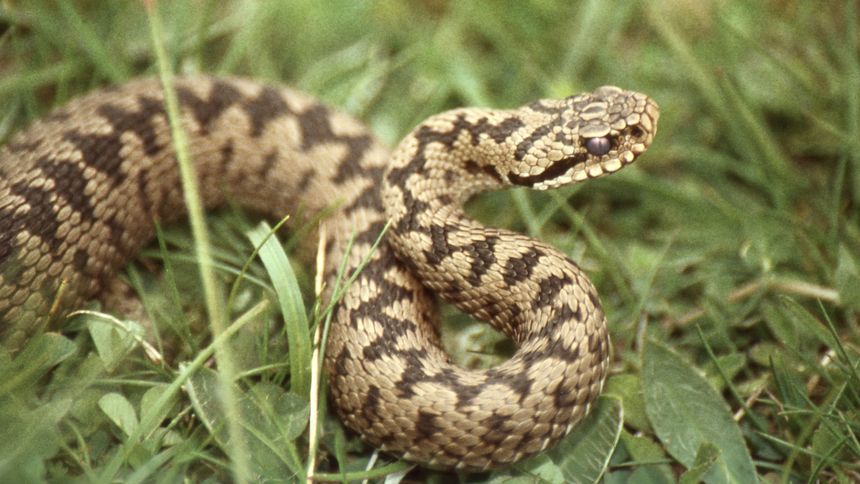 Tak wypędzisz węże z ogrodu