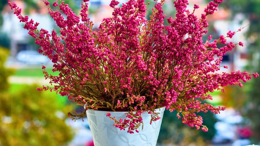 Wrzosy w domu - co warto wiedzieć