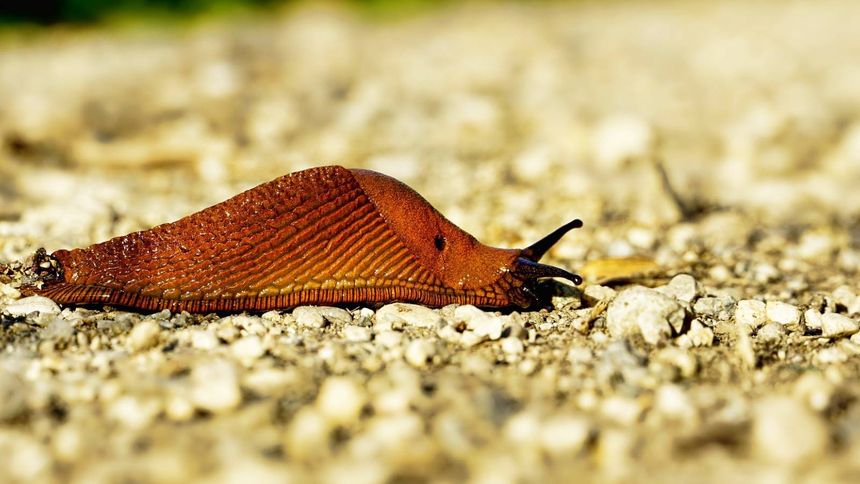 Tak pozbędziesz się ślimaków