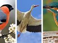 Quiz. Rozpoznaj ptaka po zdjęciu
