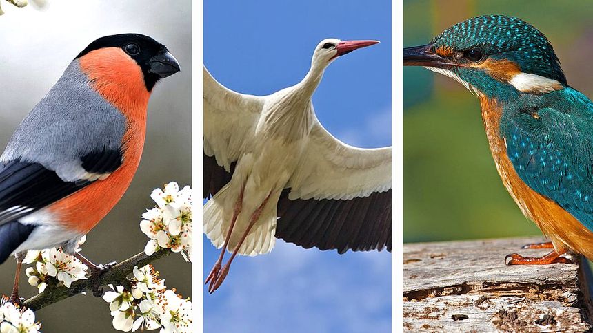 Quiz. Rozpoznaj ptaka po zdjęciu