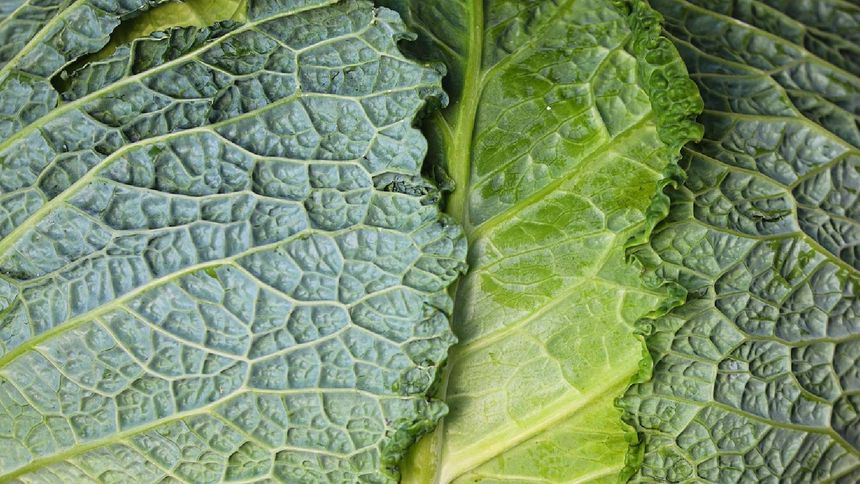 Fuczki to klasyka kuchni podkarpackiej. Przygotujesz je w kilka chwil