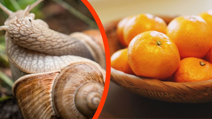 Skórki z mandarynki mają wiele zastosowań.
