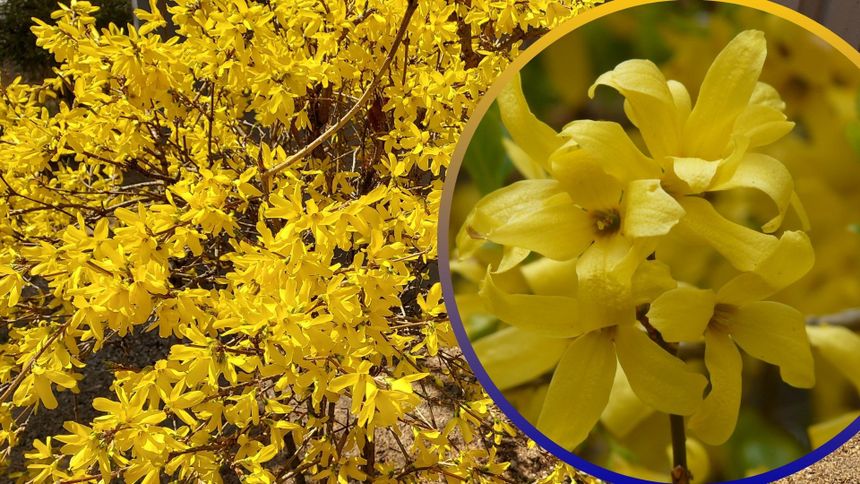 Posadź to w ogródku, zyskasz cenne owoce