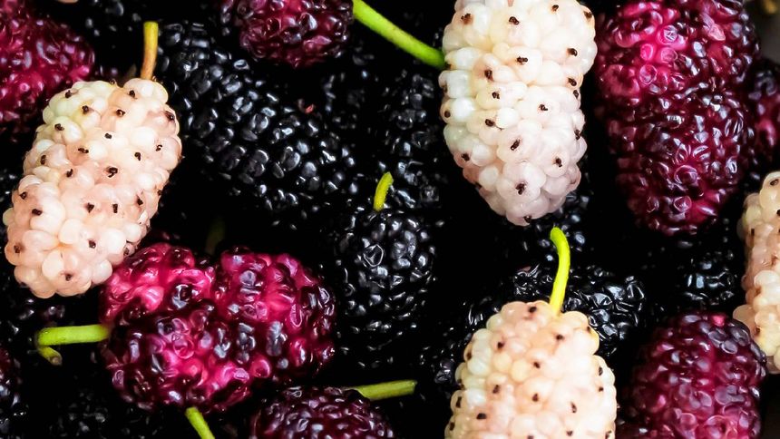 Dlaczego warto jeść owoce morwy?