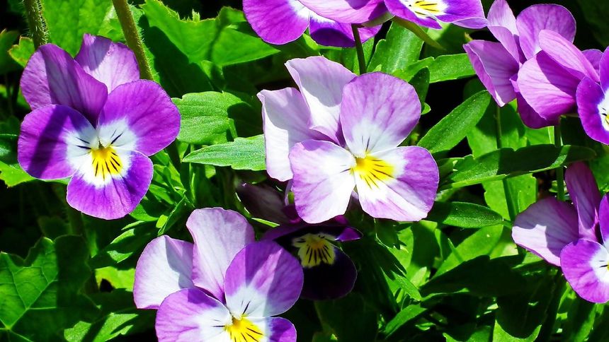 Te kwiaty możesz sadzić już w marcu