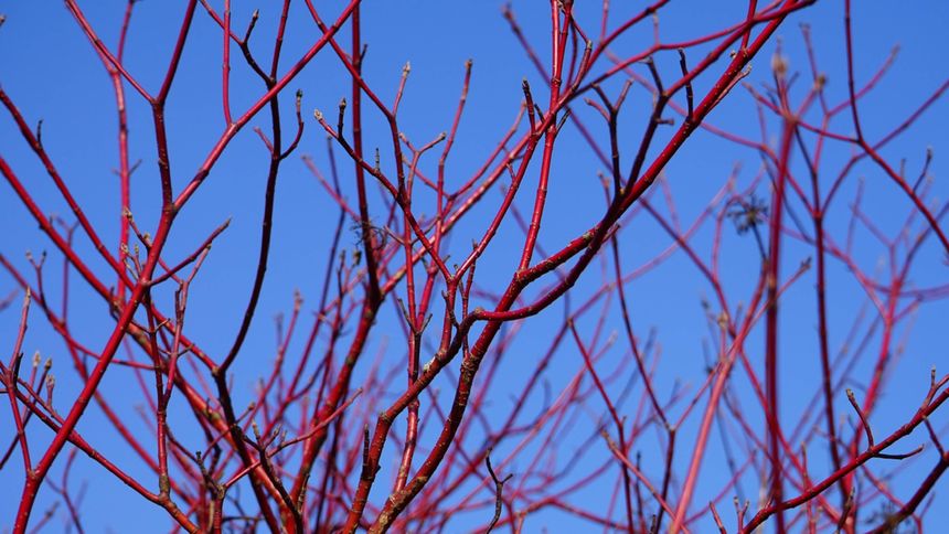 Posadź w ogrodzie, będziesz zachwycony cały rok