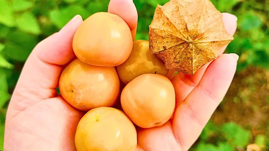 Ten owoc jest niesamowicie zdrowy