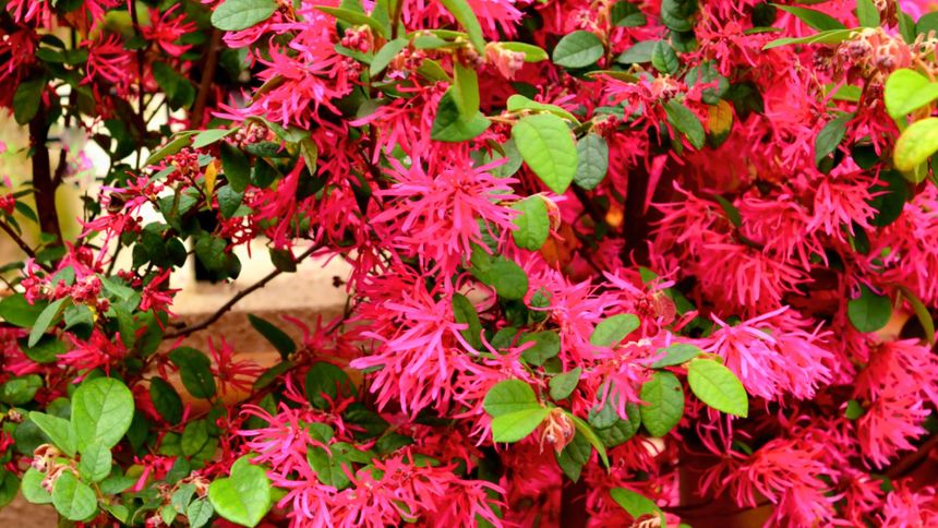 Loropetalum chińskie - uprawa i zastosowanie 