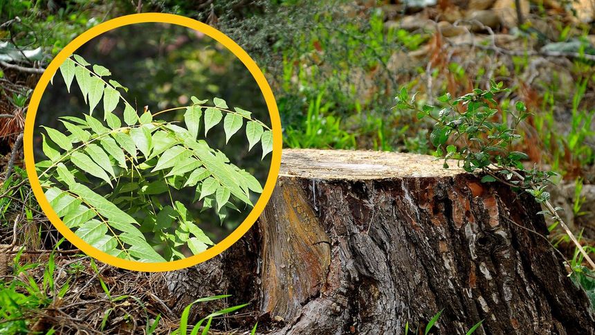 To drzewo powinieneś ściąć