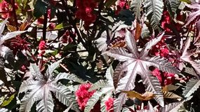 Poznajesz? Ta roślina jest naprawdę niebezpieczna!