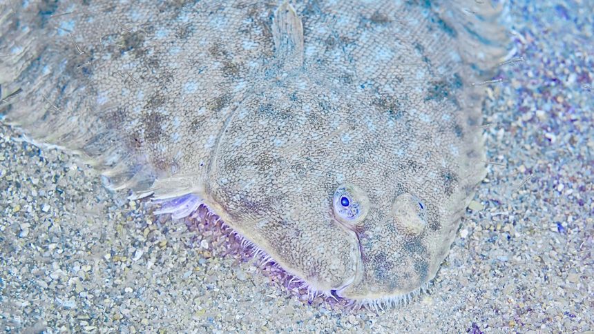 Ta ryba jest bardzo zdrowa