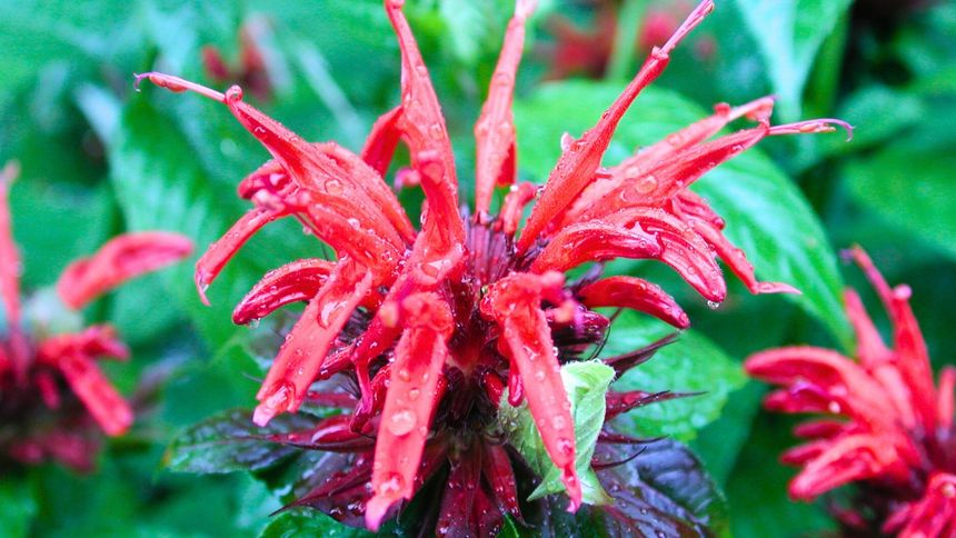 Pysznogłówka wydziela niezwykle przyjemny zapach