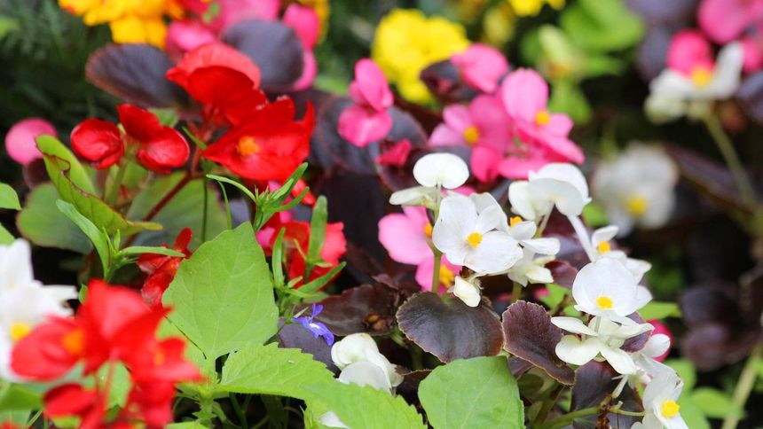 Takie kwiaty możesz posiać w lutym