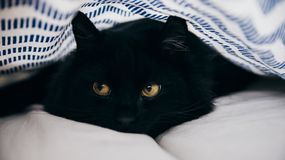 |