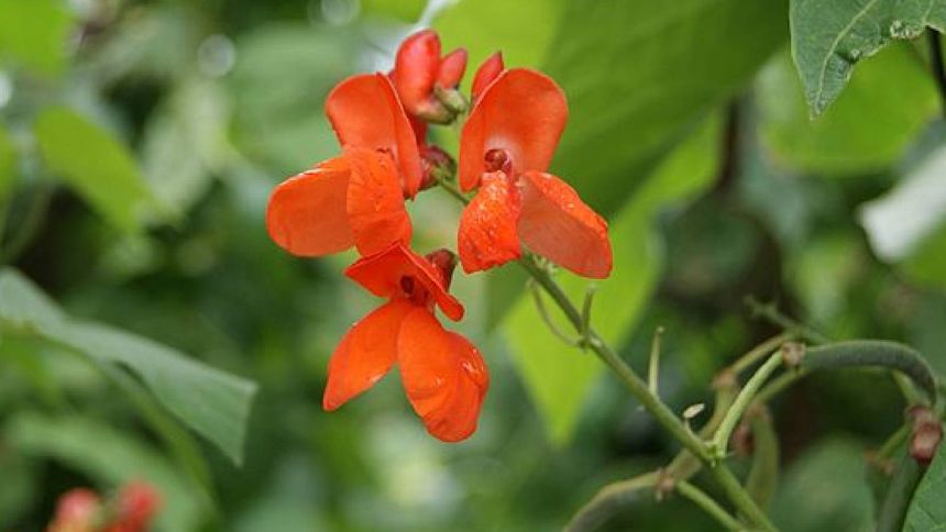 Fasola ozdobna - ozdoba ogrodu, uprawa
