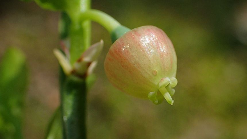 Ten owoc jest zbawienny dla jelit
