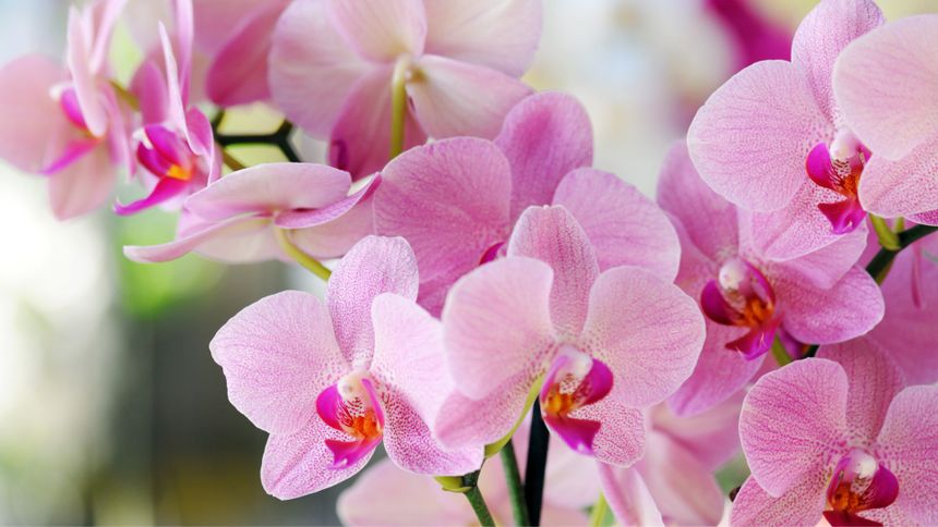 W tym tkwi sekret bujnych storczyków