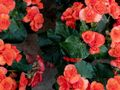 Podlej tym pelargonie, a będą uginać się pod kwiatami
