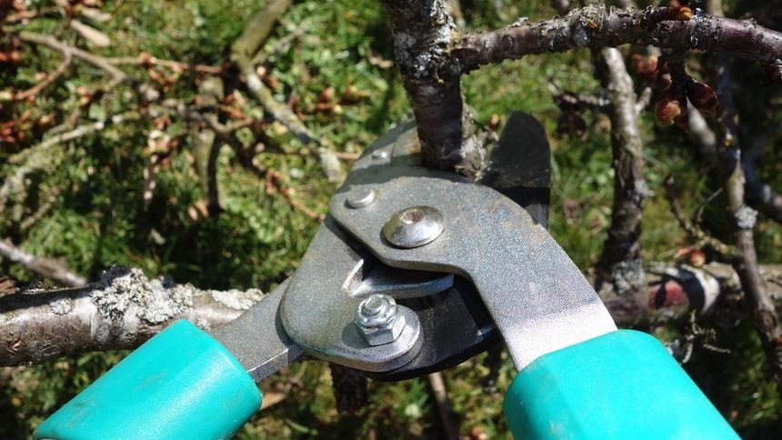 Twój ogród "tonie" w wystających od sąsiada gałęziach drzew? Tak legalnie pozbędziesz się problemu