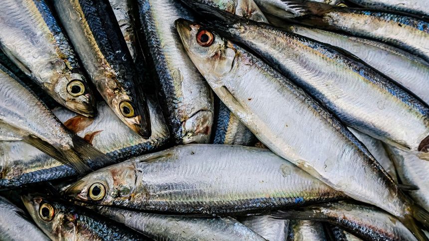 Jedz te ryby dwa razy w tygodniu