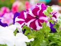 Petunia to balkonowy hit ostatnich lat. Wyjaśniamy, jak o nie dbać