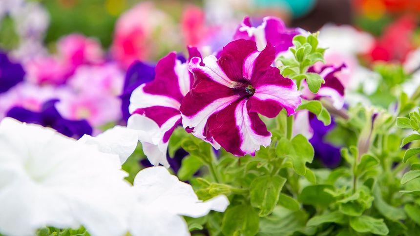 Petunia to balkonowy hit ostatnich lat. Wyjaśniamy, jak o nie dbać