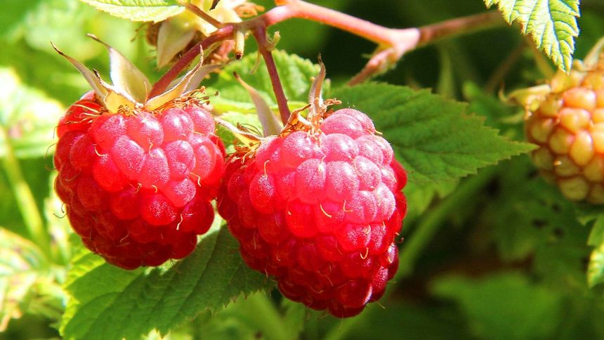 W lutym wlej to pod maliny