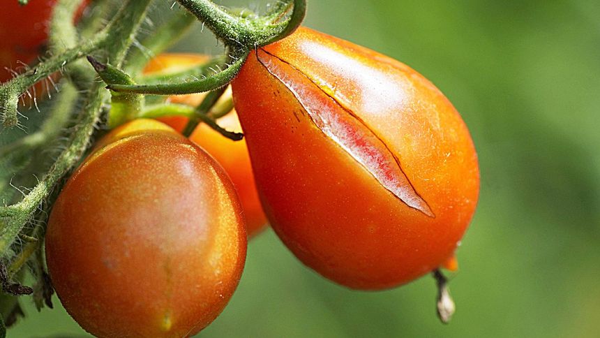 Pomidory pękają? To usuń z krzaka