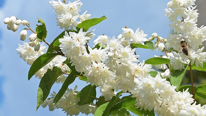 Posadź tę roślinę w ogrodzie i ciesz się pięknymi kwiatami