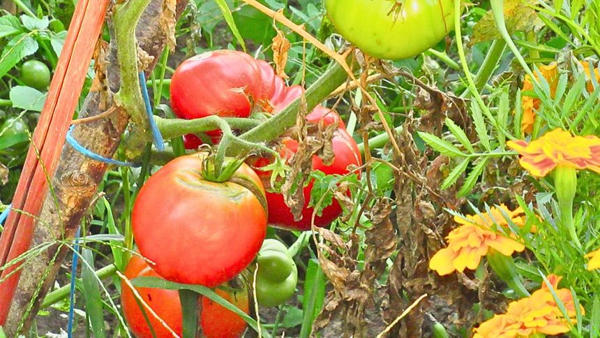 Tym specyfikiem wspomożesz pomidory
