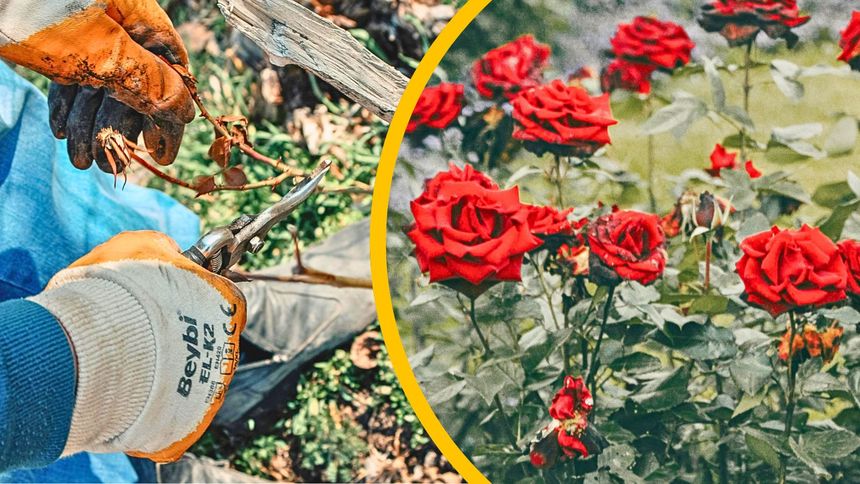 W ten sposób zadbasz o róże