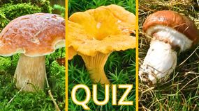 Quiz. Rozpoznaj grzyby