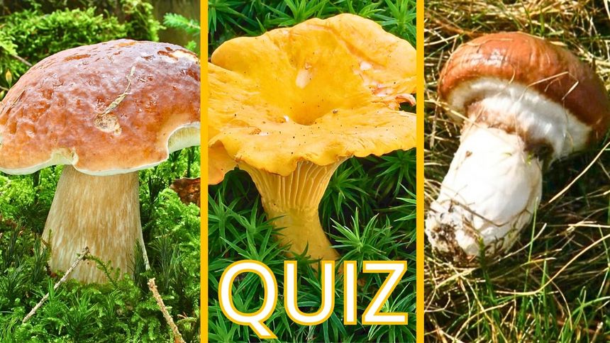 Quiz. Rozpoznaj grzyby
