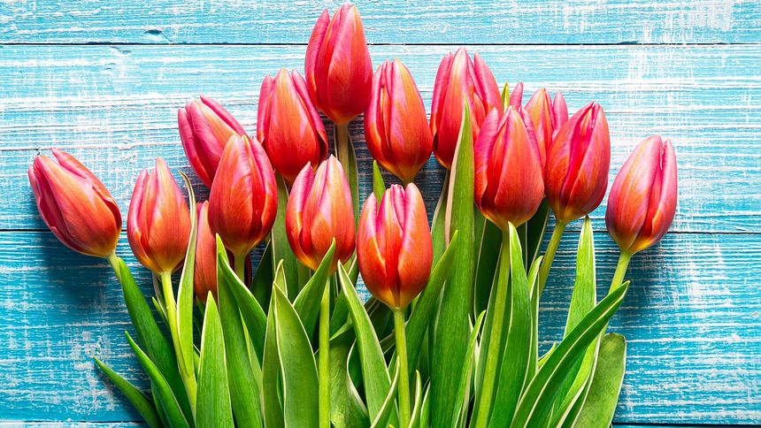 Tulipany: jak przedłużyć ich świeżość?