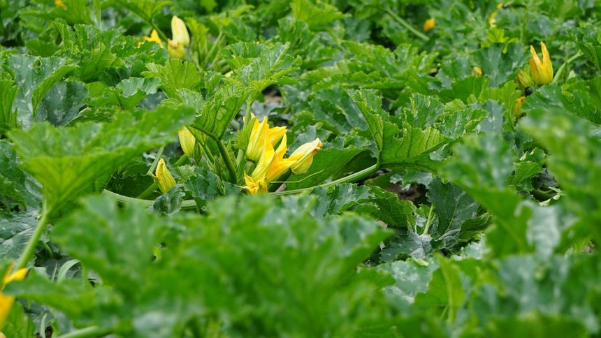 Cukinia to zdrowe warzywo