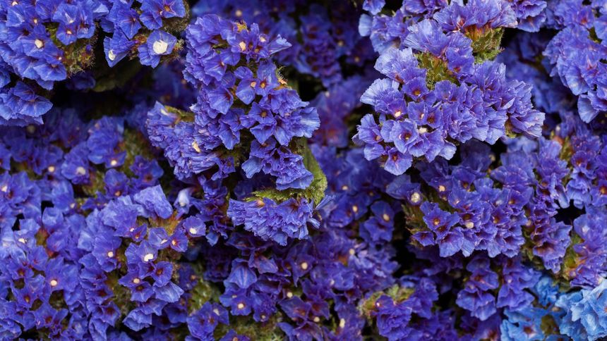 W PRL heliotrop peruwiański zdobił większość balkonów