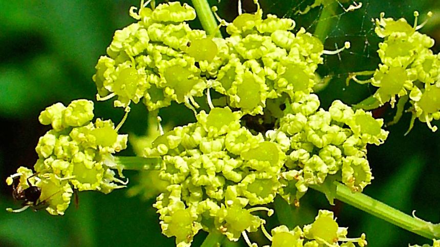 Przepis na maggi z lubczyku 