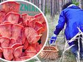 Wyhoduj grzyby z pudełka.