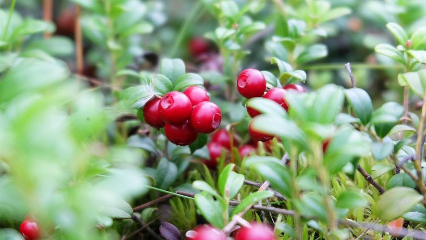 Ten owoc ma wiele właściwości