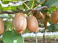 Ten owoc jest niesamowicie zdrowy
