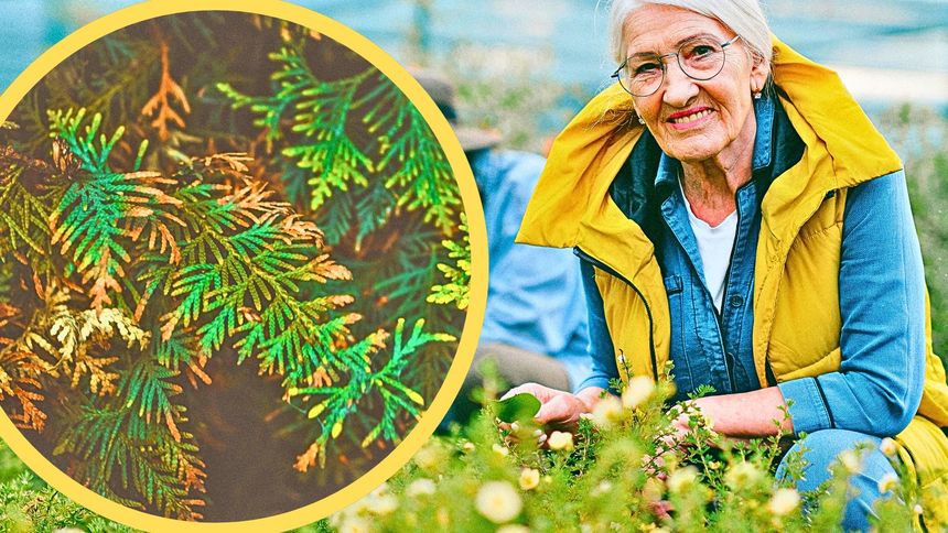 Tak zadbasz o swoje tuje.
