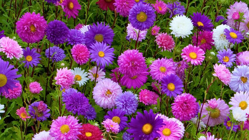 Jak pielęgnować astry?