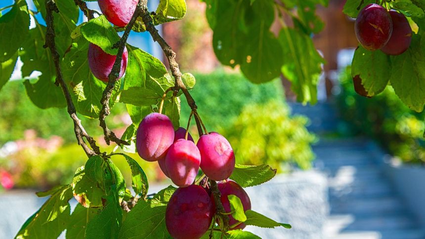 Jak uprawiać śliwę, aby owoce były dorodne? Poznaj prosty sposób