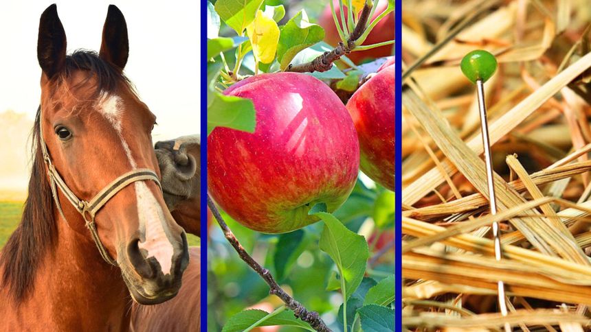 Quiz o przysłowiach