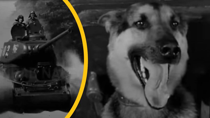 Najpopualrniejszy pies PRL